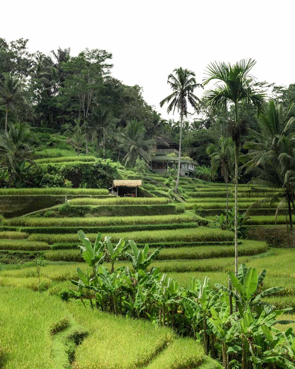 permaculture bali