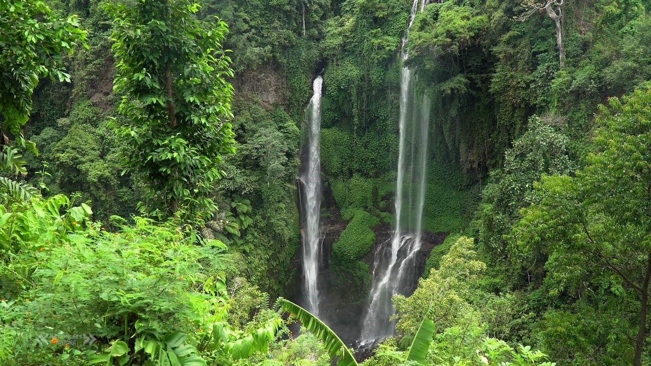 Ubud’s Rainforests